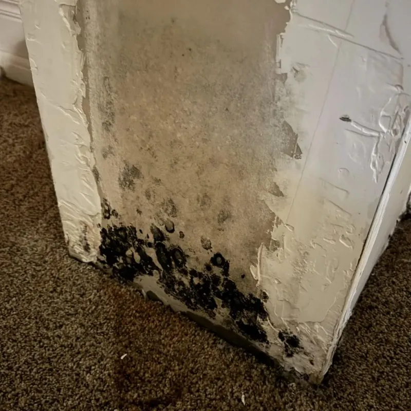 Professional Mold Removal in Middle Valley, TN